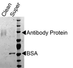 Preparing Antibodies for Conjugation