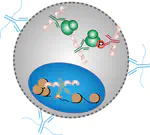 Phospho-seq with 10X ATAC-seq kit