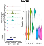 Analyzing Phospho-seq Data with Signac and Seurat